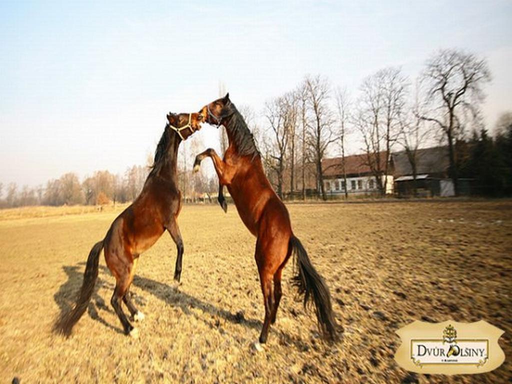 Dvur Olsiny -Hotel And Horse-Riding Karvina Exterior photo